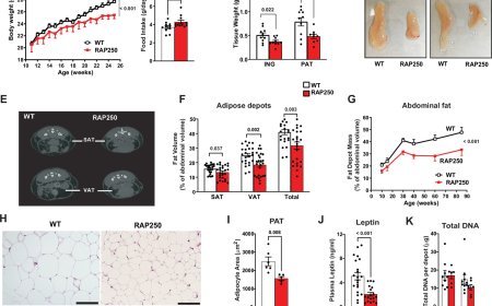 Identification of Neuritin 1 as a local metabolic regulator of brown adipose tissue