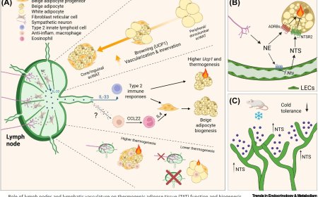 The interplay between organized lymphoid structures and thermogenic adipose tissue