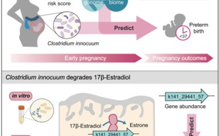 Maternal gut microbiome composition may be linked to preterm births