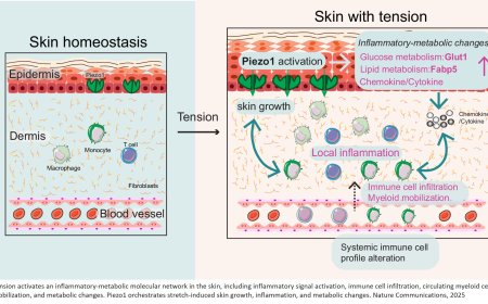 Skin protein found to use physical tension to control tissue growth