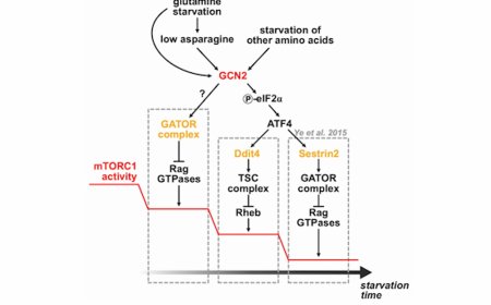 GCN2 acts as a glutamine sensor for mTORC1