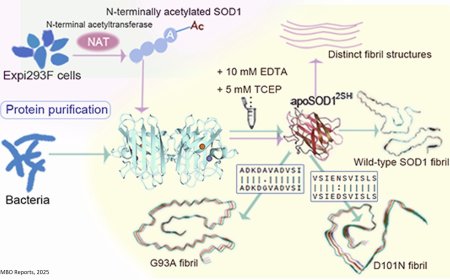 ALS-causing SOD1 mutants form distinct amyloid fibril structures