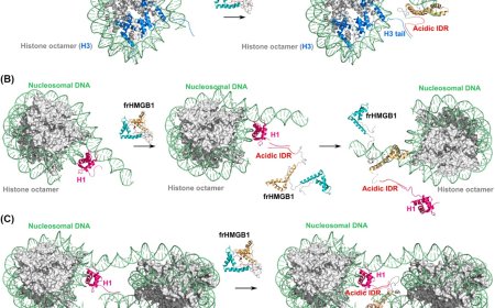 Mechanism of multiple functions of HMGB1