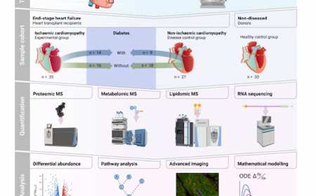 Diabetes changes the shape of our hearts