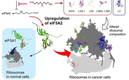 Dual nature of polyamines in longevity to cancer