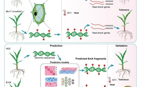 How maize responds to heat stress