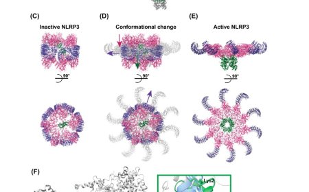 Inflammatory disease from interactions between oxidized DNA and the NLRP3 inflammasome