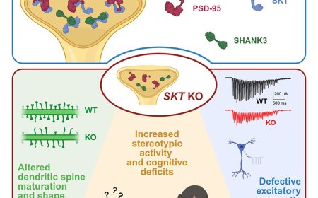 Role of adaptor protein SKT in synaptic functions