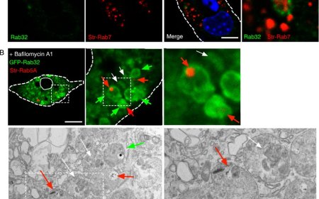 Macrophages swallow damaged mitochondria through microautophagy