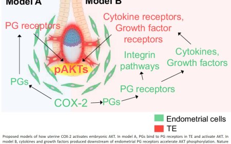 New method to study embryonic implantation