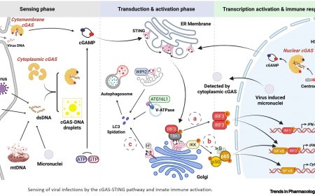 How viruses try to avoid cGAS-STING pathway