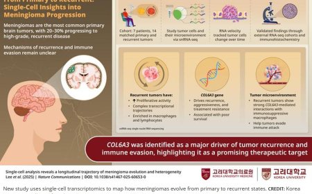 Meningioma evolution and heterogeneity