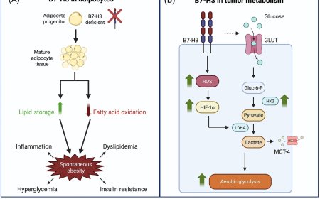 The B7-H3 (CD276) pathway