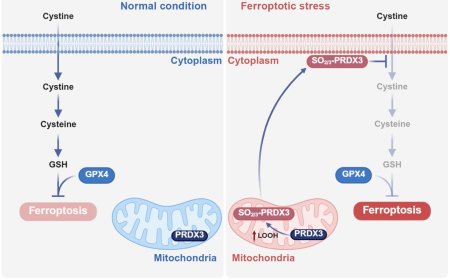 MAFLD is a ferroptotic disease