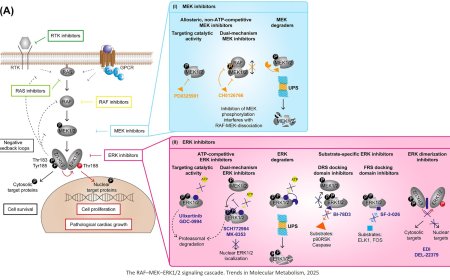 Targeting pathological ERK1/2 signaling in cancer and beyond