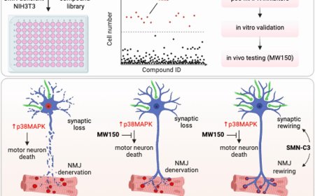 MAPK inhibition to protect against spinal muscular atrophy