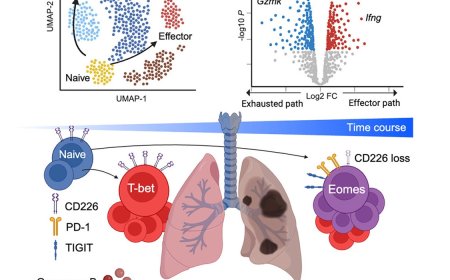 How T cells identify tuberculosis infected macrophages?