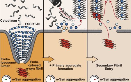 Mechanism of ESCRT-III inhibition by α-synuclein aggregates