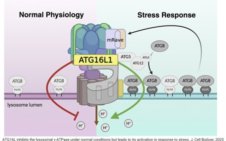 Autophagy protein in lysosomal stress and physiology