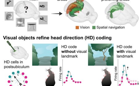 How the brain uses objects to find direction