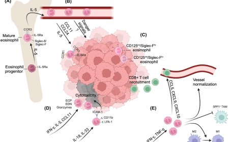 Eosinophils role in cancer