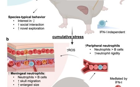 Depression linked to presence of immune cells in the brain’s protective layer