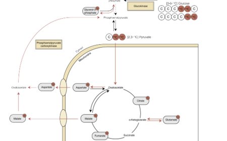 Amygdala–liver signalling links stress and type 2 diabetes