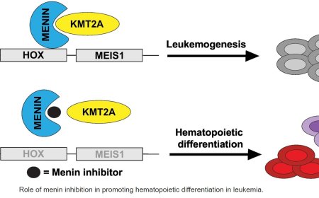 Menin inhibition in acute myeloid leukemia