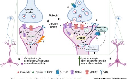 Psilocybin-induced neuroplasticity mechanisms