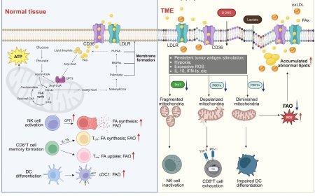 Tumor immunosurveillance and evasion by mitochondrial lipid metabolism