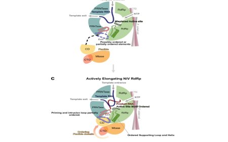 Structural basis of Nipah virus RNA synthesis