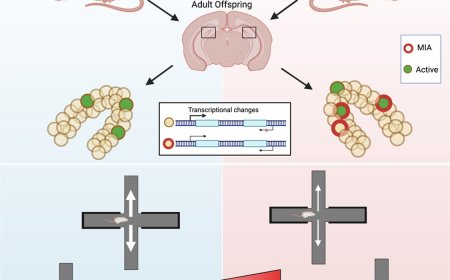 Inflammation during pregnancy may prime offspring for anxiety