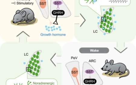 How growth hormone released during sleep