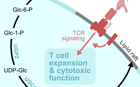 Glucose controls CD8+ T cell function