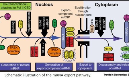mRNA’s transcription to cytoplasmic export!