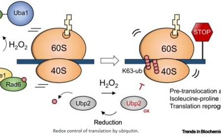 Controlling protein translation under stress by ribosome ubiquitination