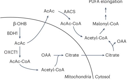 An alternative route for β-hydroxybutyrate metabolism supports cytosolic acetyl-CoA synthesis in cancer cells