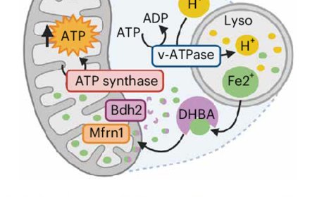 Lysosome-to-mitochondria iron transfer regulate melanoma states