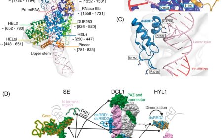 Structure function relationship in pri-miRNAs processing