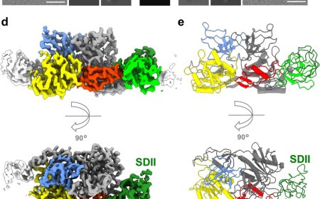 How synapses stick together
