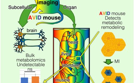 Real-time, multiscale ATP imaging in living mice