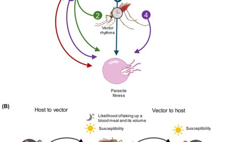 Mosquito gut microbiota mediate malaria transmission?