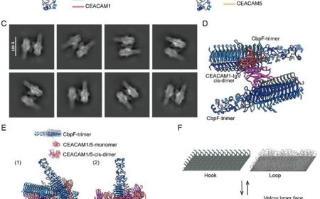 A Velcro model for bacterium adhesion