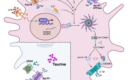 Taurine transport in inflammasome activation