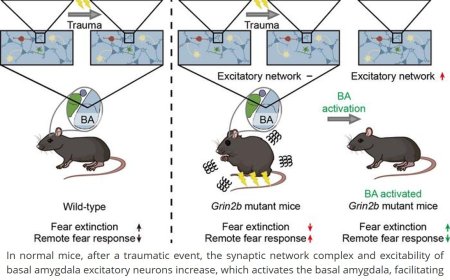 How autism-linked mutation triggers PTSD-like fear