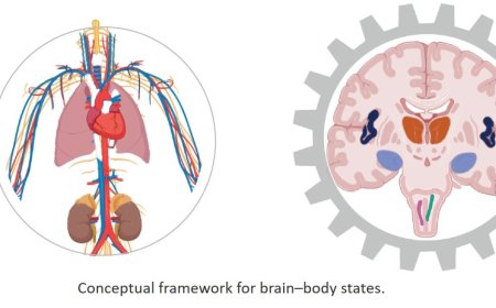 Linking cardiovascular and mental health with brain–body states