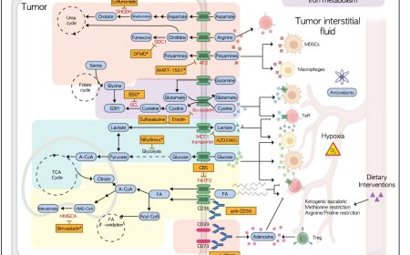 MYCN-driven metabolic microenvironment of neuroblastoma