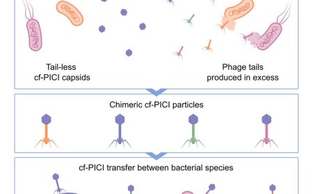 Microbial piracy’ uncovers new way to fight drug-resistant infections