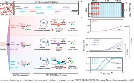 A simple CRISPR tuberculosis screening test
