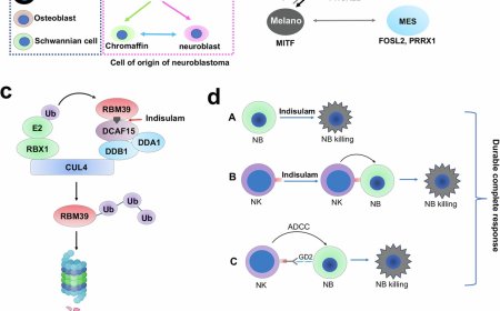Combination of RNA splicing factor and immunotherapy to treat neuroblastoma